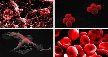 cells